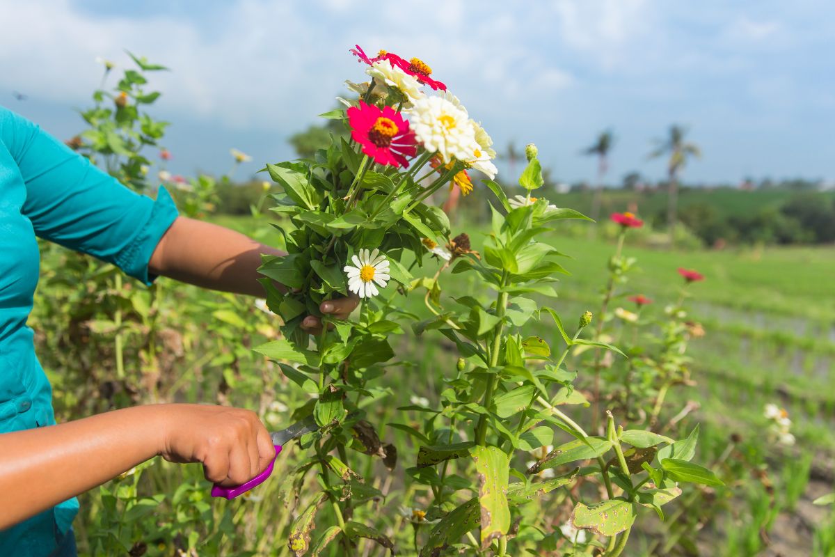 flower farming