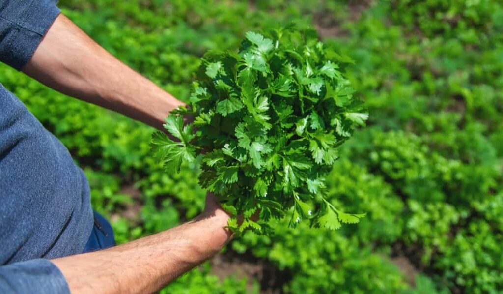 coriander vegetable cultivation