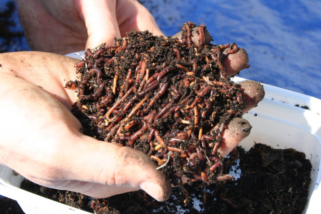 Vermicompost