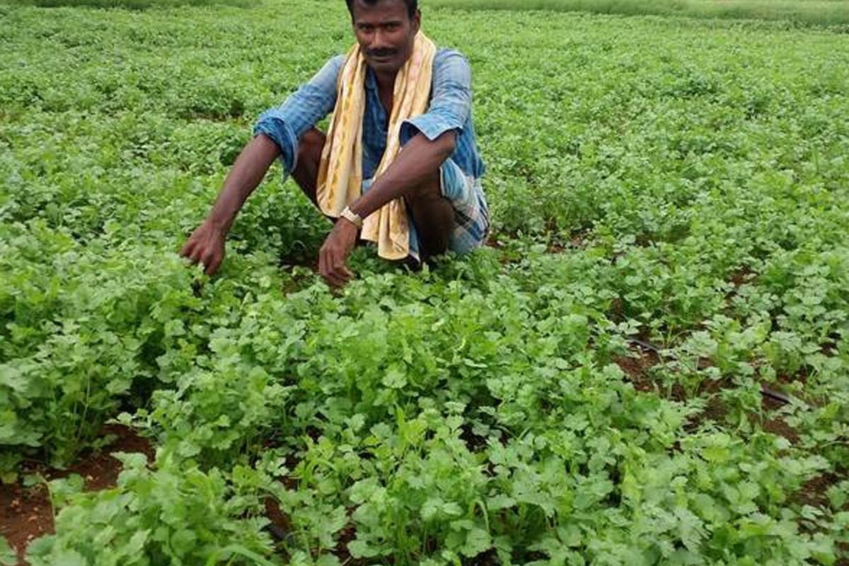 coriander vegetable cultivation