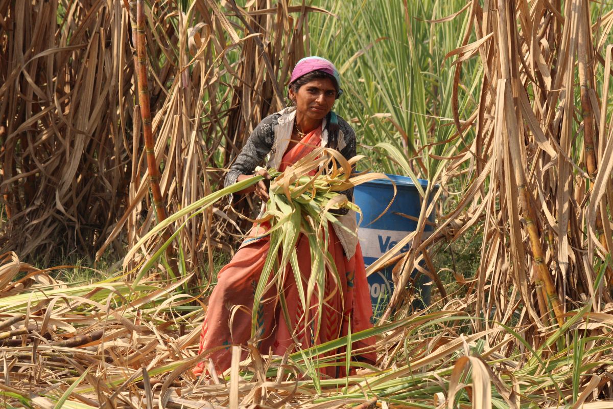 sugarcane